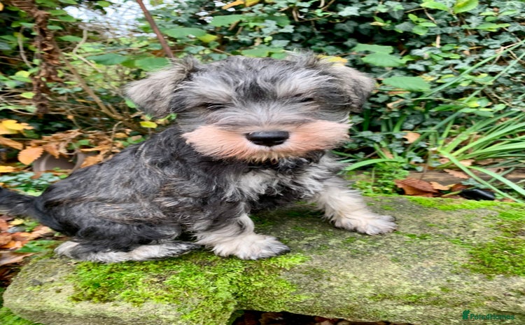 Miniature Schnauzer dogs Miniature Schnauzer pups - Advert 3