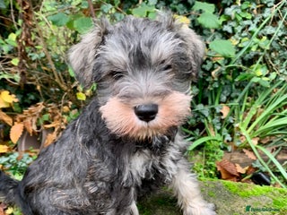 Miniature Schnauzer dogs Miniature Schnauzer pups - Advert 5
