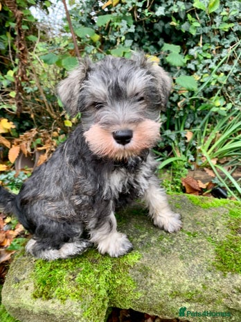 Miniature Schnauzer dogs Miniature Schnauzer pups - Advert 3