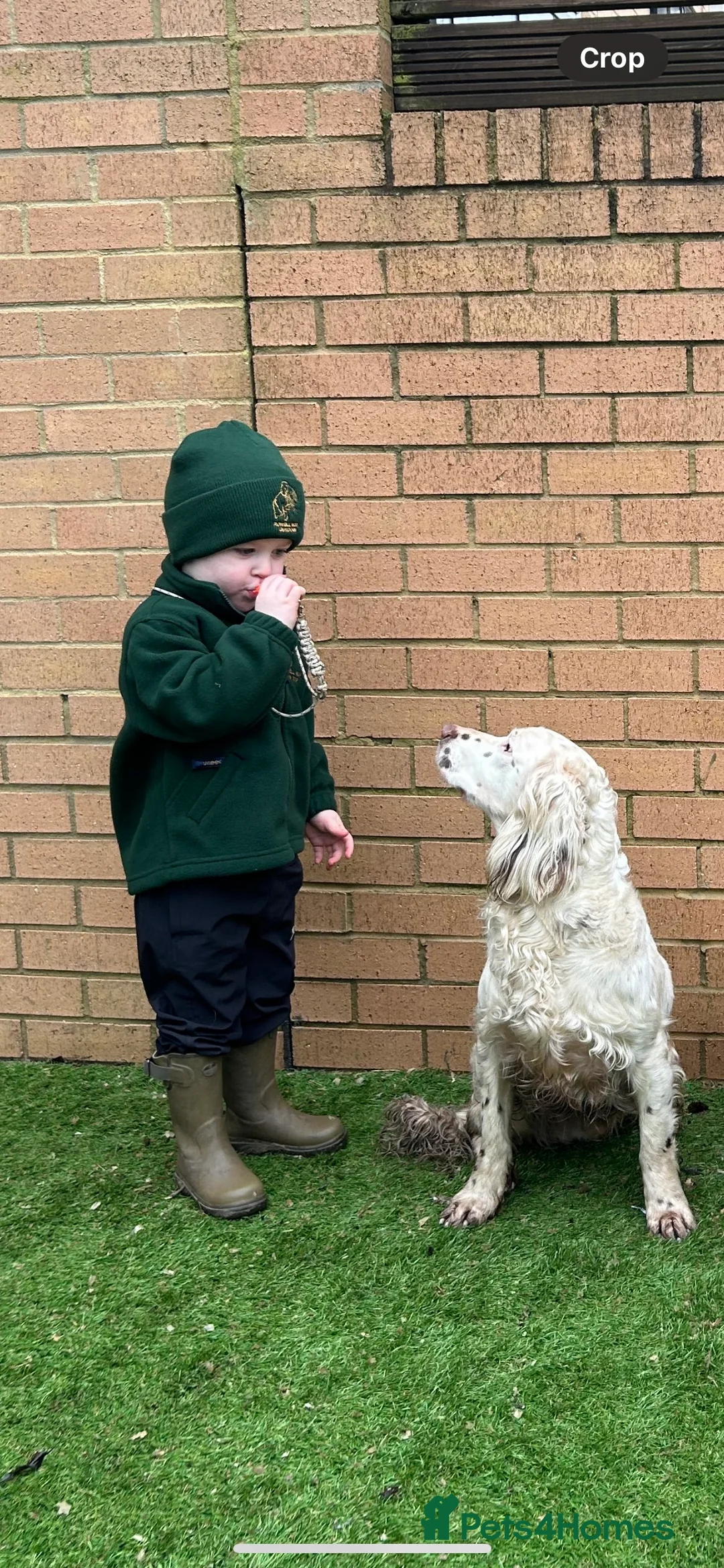 English Springer Spaniel dogs for stud: HEALTHTESTED WORKING ENGLISH SPRINGER SPANIEL in Bishop Auckland - Advert 5