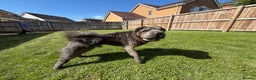 Shar Pei dogs for sale: Rare Blue Bearcoat Shar Pei Male 1 year old - Advert 11
