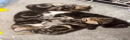 Domestic Shorthair cats for sale: Beautiful little playful kittens  - Advert 8