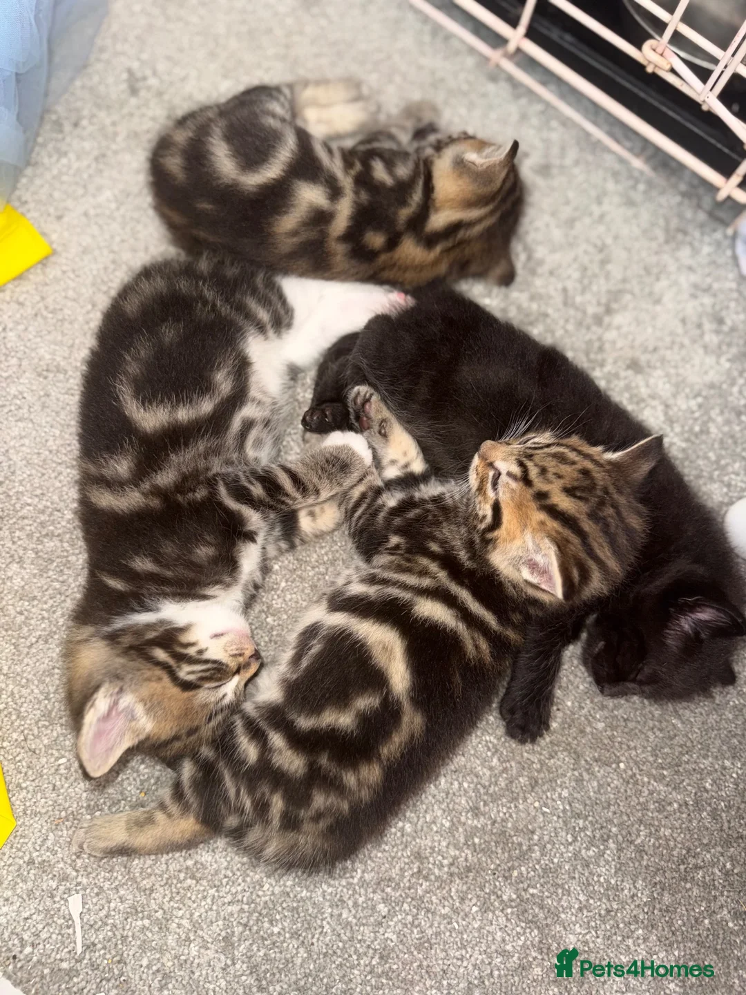 Domestic Shorthair cats for sale: Beautiful little playful kittens  - Advert 8