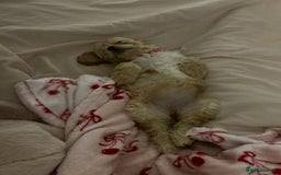 Cavapoo dogs for sale: Beautiful cavapoo puppy girl - Image 5