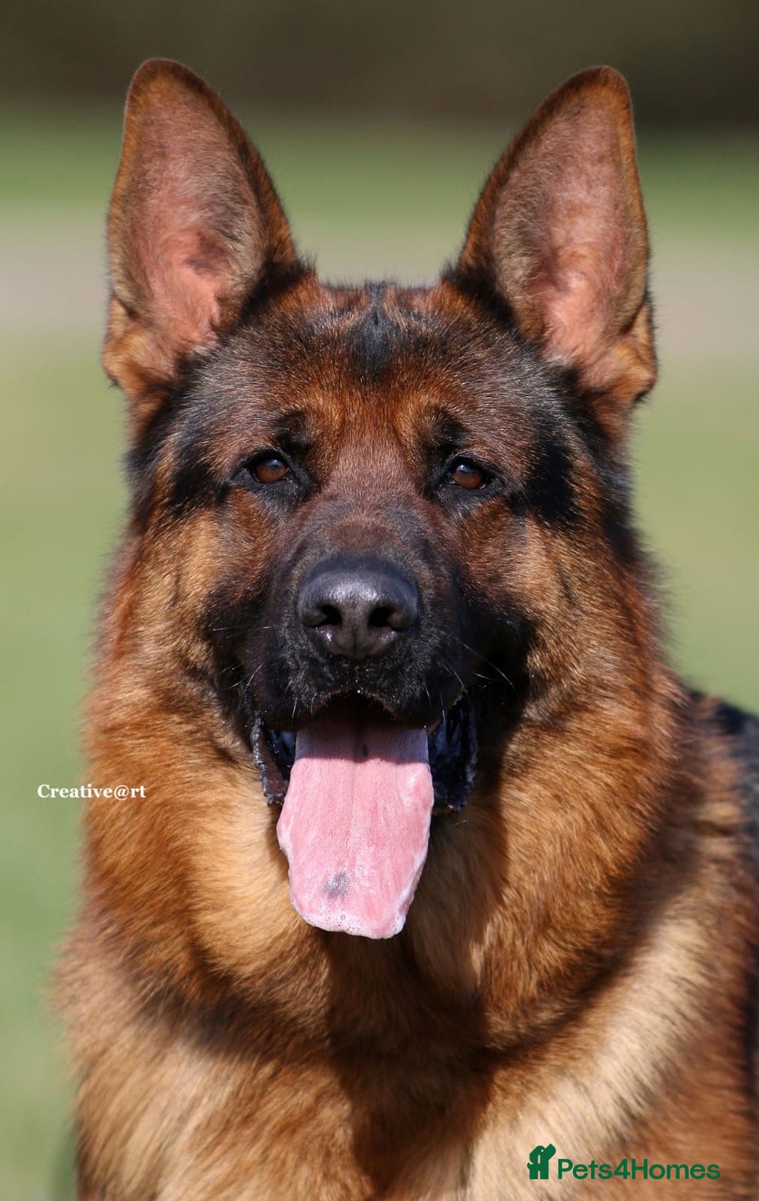 German Shepherd dogs for sale: Beautiful KC Registered German Shepherd puppies  - Image 7