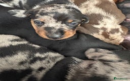 Miniature Dachshund dogs for sale: Venus is a mama to 5! - Image 18