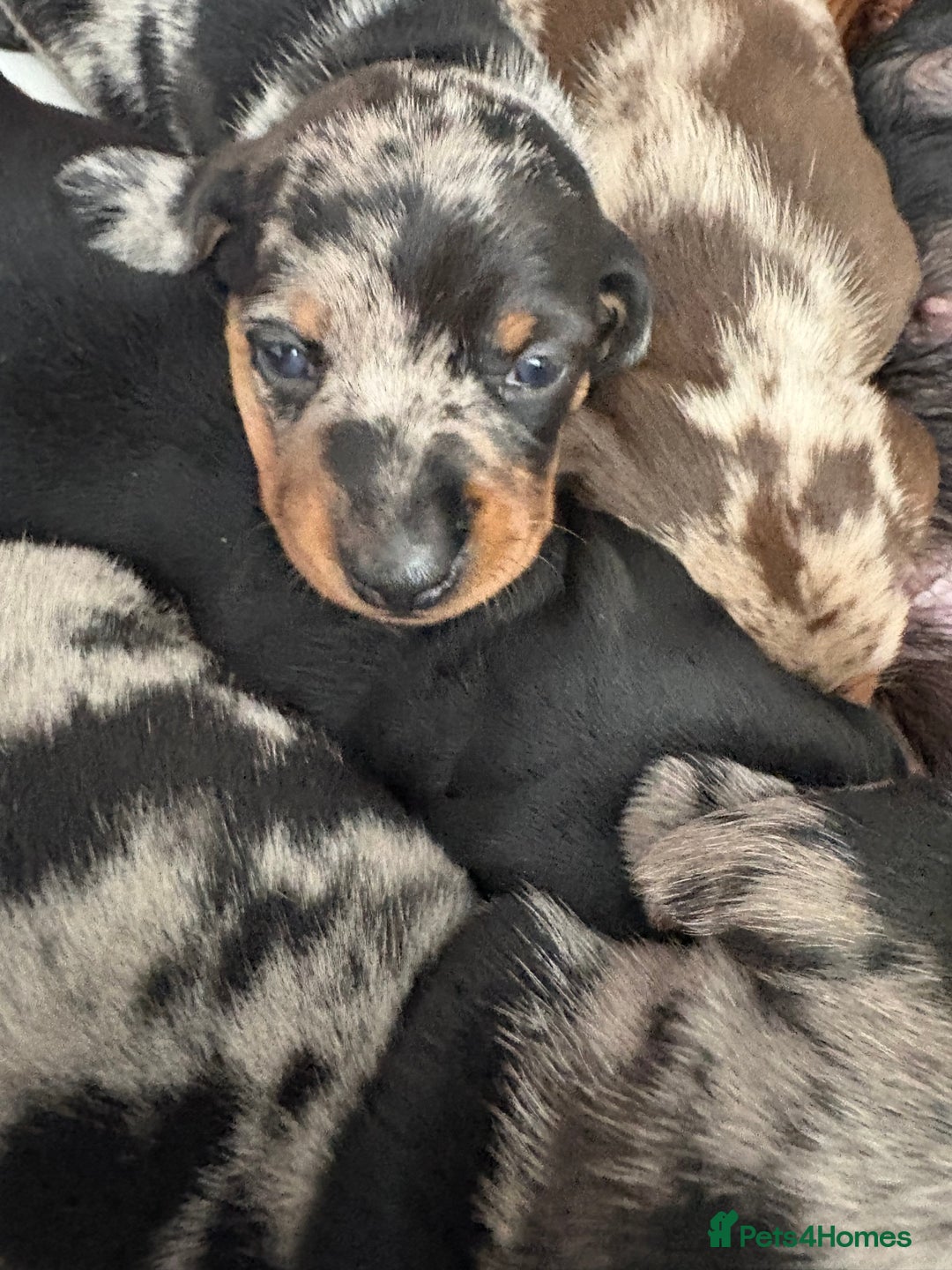 Miniature Dachshund dogs for sale: Venus is a mama to 5! - Image 18