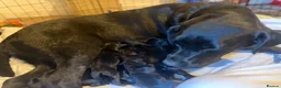 Labrador Retriever dogs for sale: Beautiful Labrador Retriever Puppies  in Hull - Advert 2