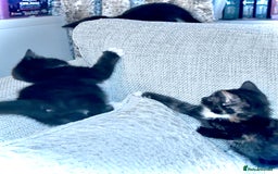 Mixed Breed cats for sale: Delightful mix-breed Siamese-black tabby-kittens - Image 22