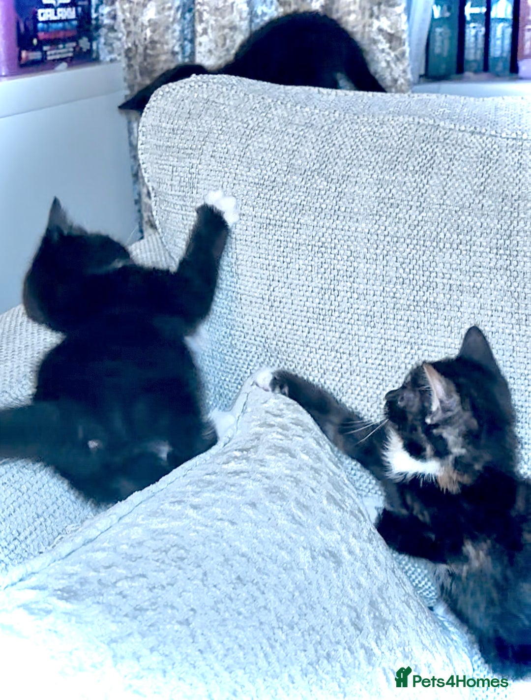 Mixed Breed cats for sale: Delightful mix-breed Siamese-black tabby-kittens - Image 22