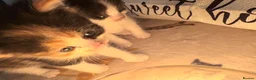 Mixed Breed cats for sale: 8 beautiful ragdoll/persian/domestic babies  - Advert 21