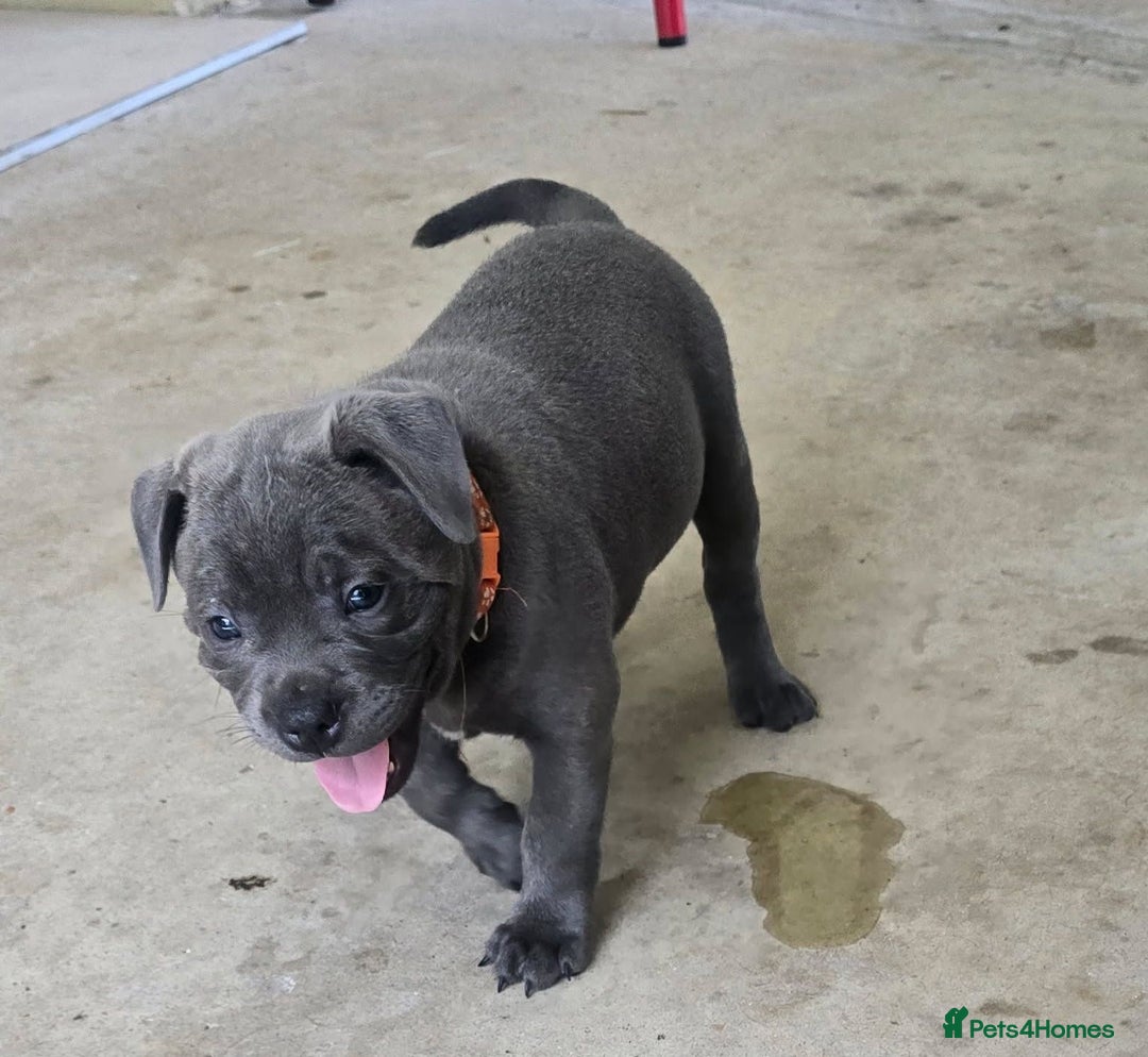 Staffordshire Bull Terrier dogs for sale: super adorable Blue Staffys pups. Kc-reg - Advert 5