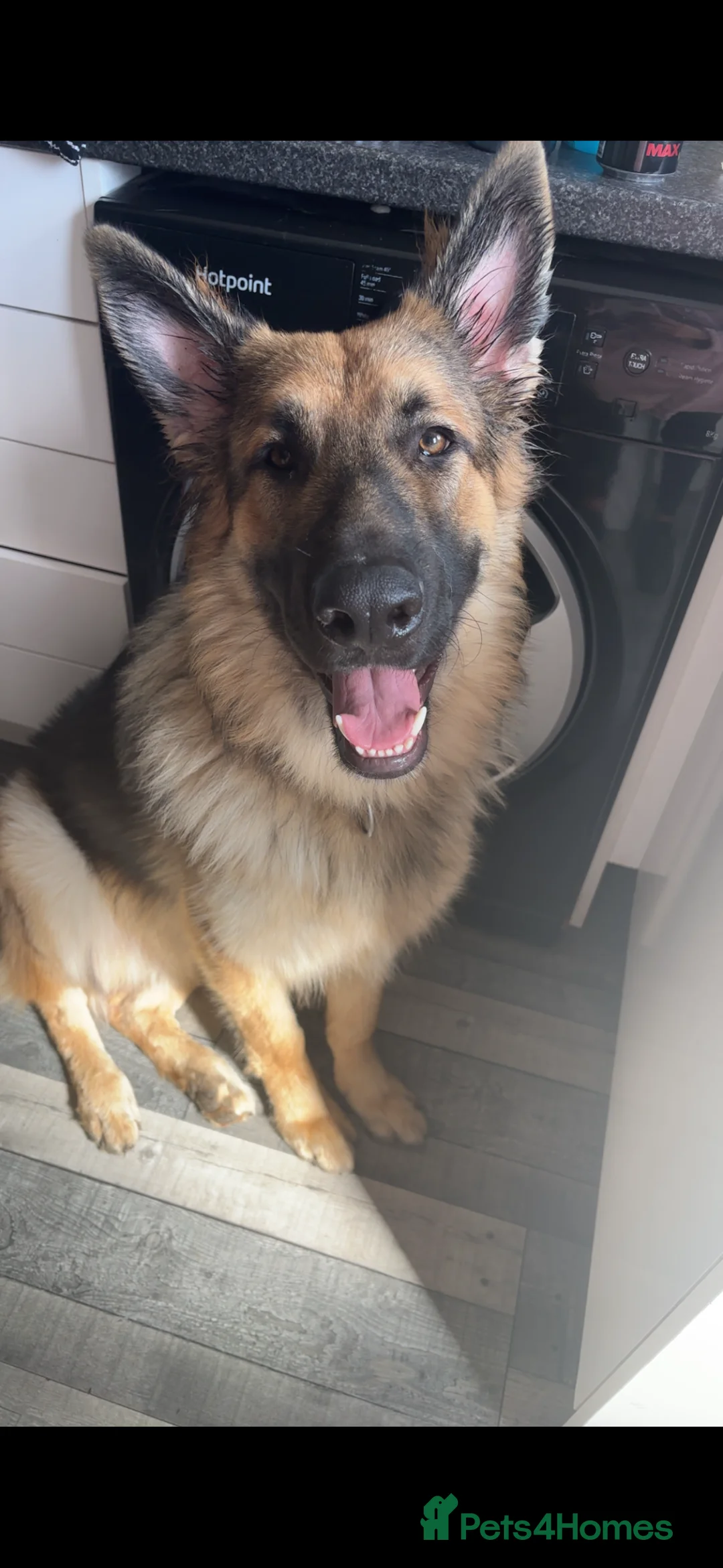 German Shepherd dogs for stud: Looking to stud our boy out - Advert 2