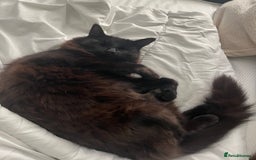 Mixed Breed cats for sale: Black 2year old cat in need of home - Image 2