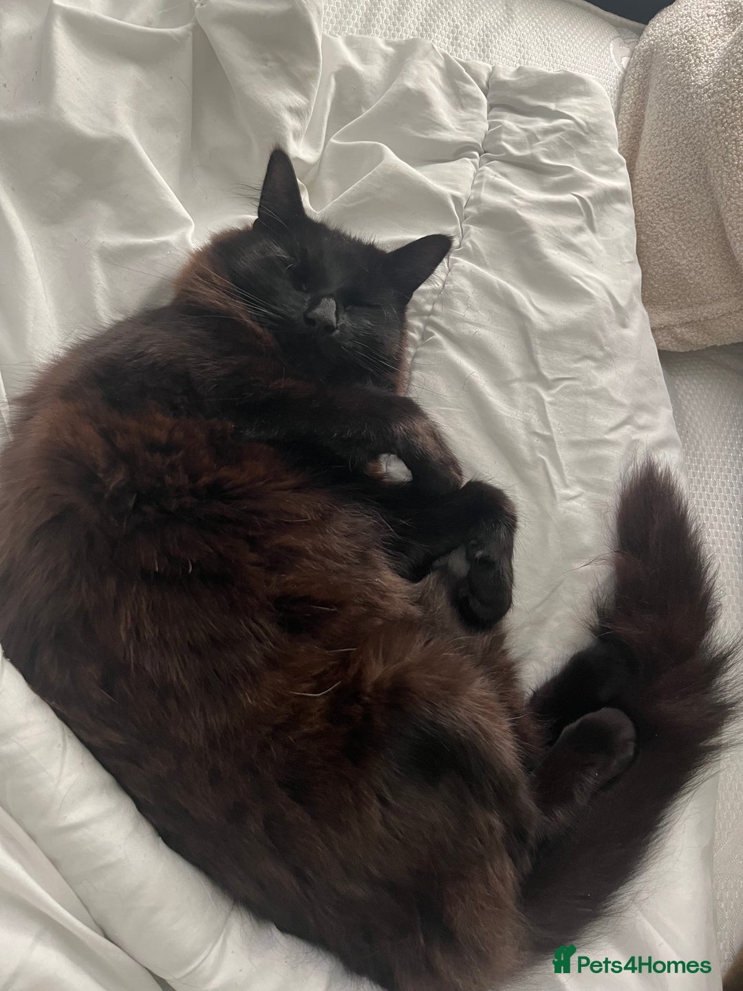 Mixed Breed cats for sale: Black 2year old cat in need of home - Image 2