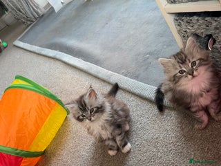 Maine Coon cats - Advert 34