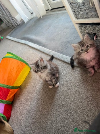 Maine Coon cats - Advert 16