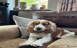 Cocker Spaniel dogs for sale: Show Cocker Spaniel Puppies For Sale - Image 9