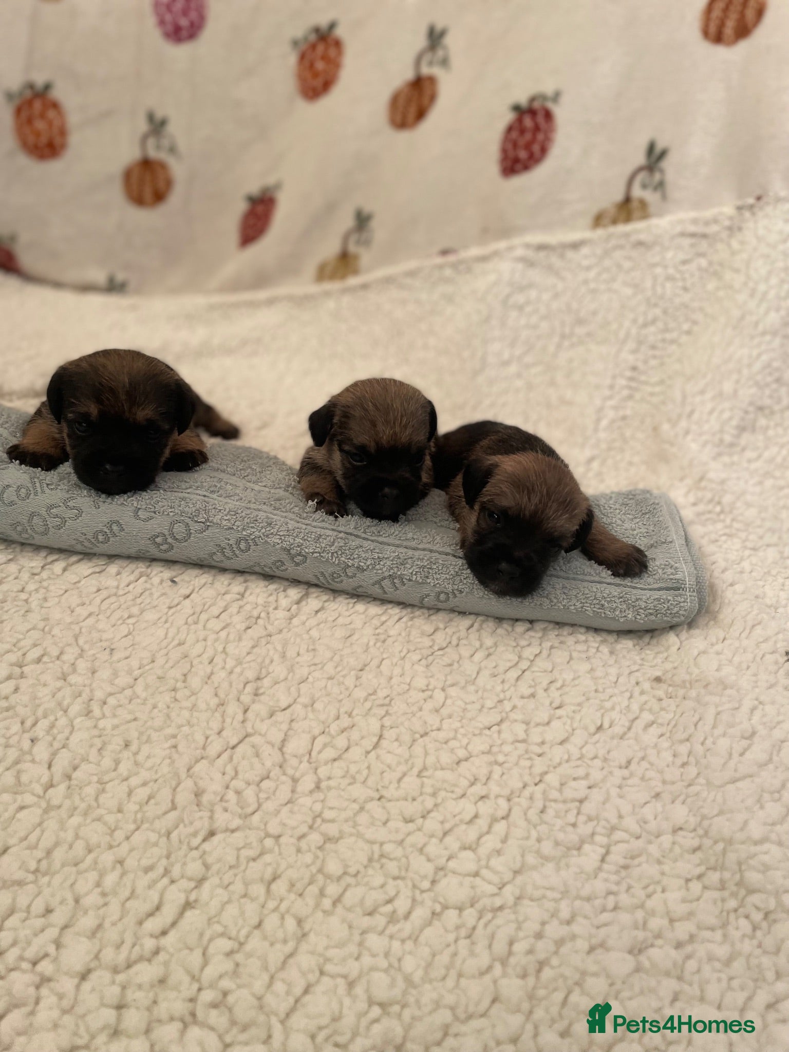 Border Terrier dogs 3 Border terrier pups kc registered - Advert 1