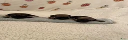 Border Terrier dogs for sale: 3 Border terrier pups kc registered - Advert 1