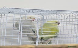 Ringnecks birds for sale: Alexandrine/Indian ringneck - Image 5