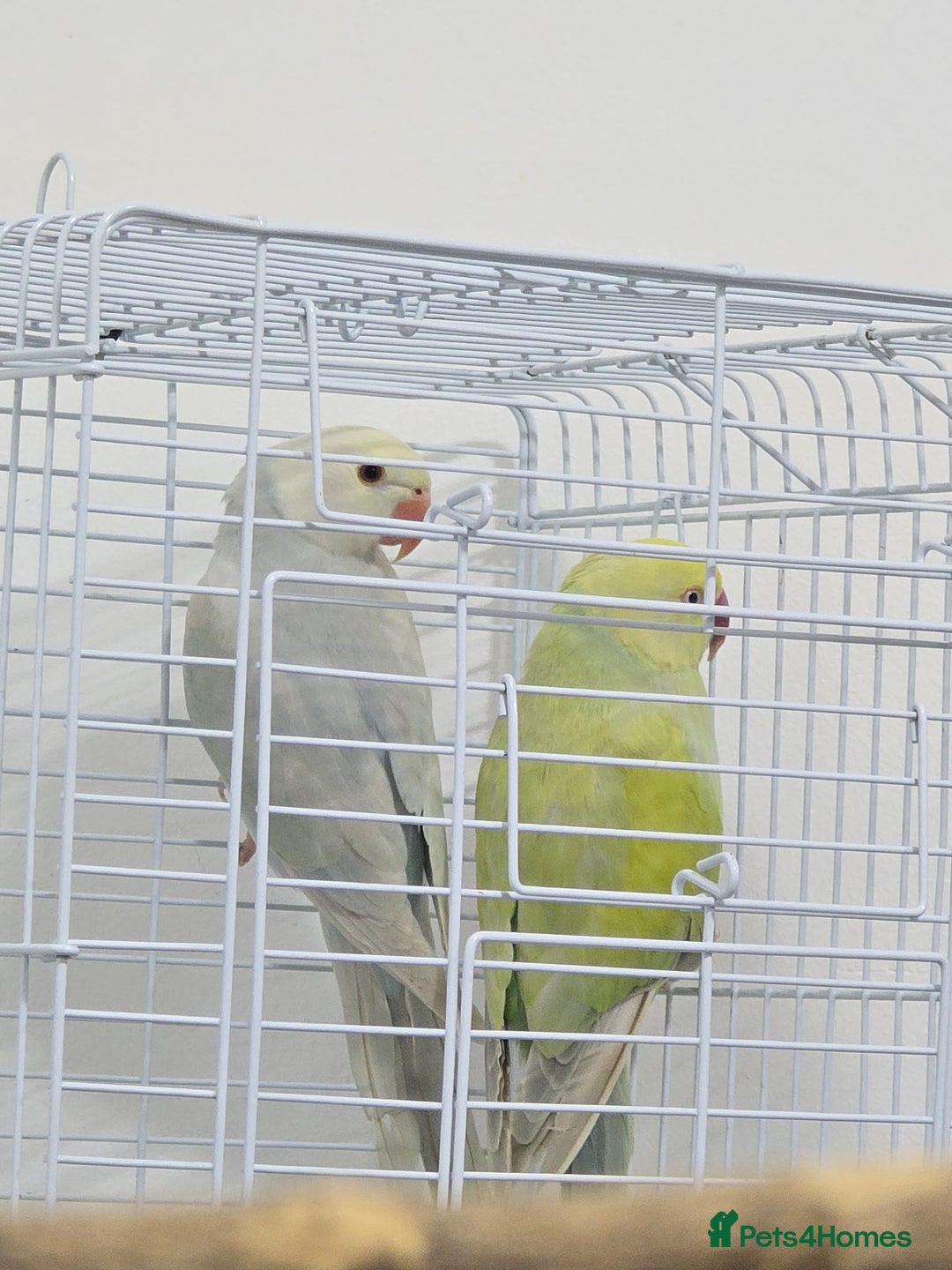 Ringnecks birds for sale: Alexandrine/Indian ringneck - Image 5