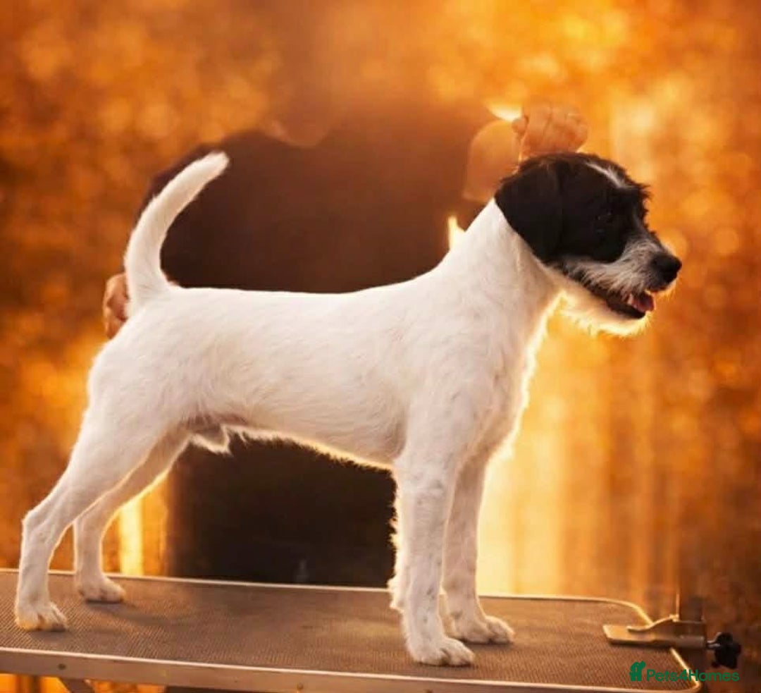 Parson Russell dogs for stud: KC Reg Parson At Stud Only - Advert 1