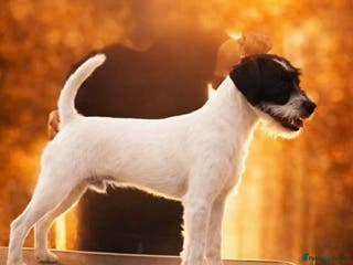 Parson Russell dogs KC Reg Parson At Stud Only - Advert 1