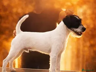 Parson Russell dogs KC Reg Parson At Stud Only - Advert 8