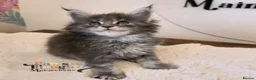 Maine Coon cats for sale: Outstanding Quality TICA reg Kittens - Advert 11