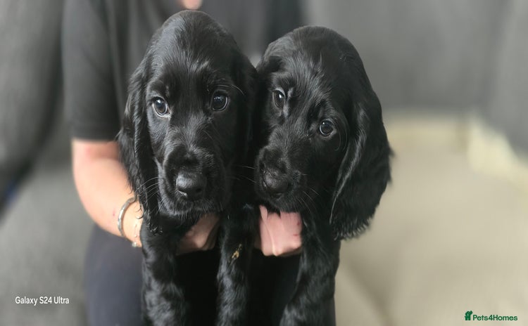 Cocker Spaniel dogs - Advert 1