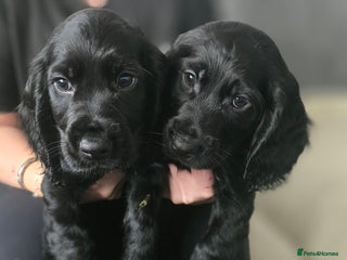 Cocker Spaniel dogs - Advert 34