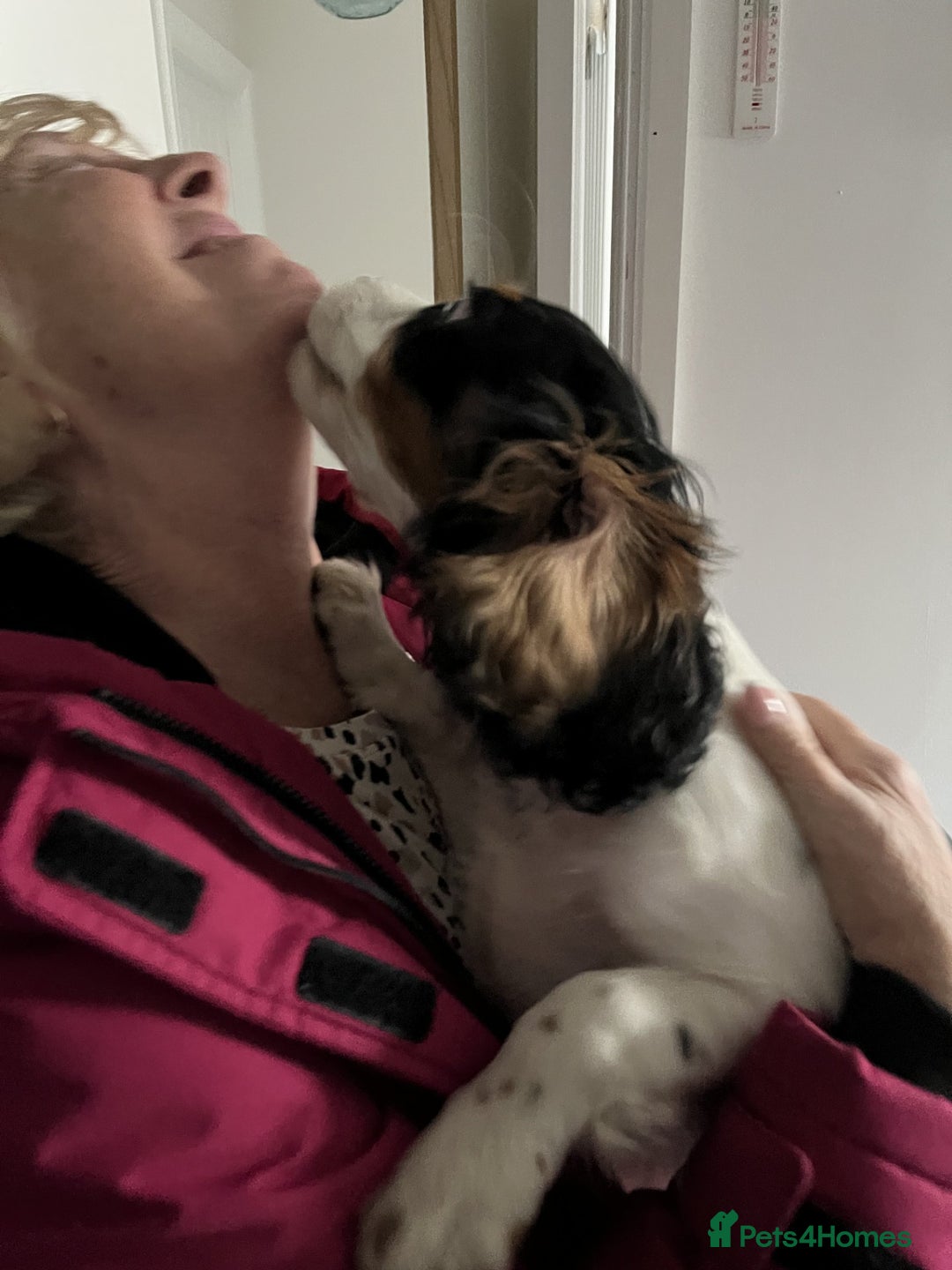 Cavalier King Charles Spaniel dogs for sale: 1 Tri Chocolate Carrier Health Tested Parents - Image 4