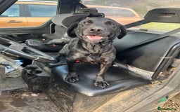 Labrador Retriever dogs for sale: Working Labrador’s  - Image 5