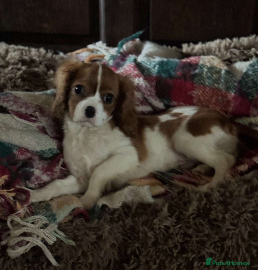 Cavalier King Charles Spaniel dogs for sale: Pippin - Health-checked Blenheim Boy - Advert 5