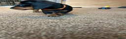 Miniature Dachshund dogs for sale: 🐾 MINIATURE DACHSHUND PUPPIES SHORT HAIRED - Advert 13