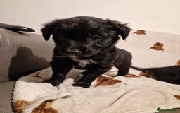 Mixed Breed dogs for sale: 🌟 Collie x Golden Retriever Puppies 🌟 - Image 28