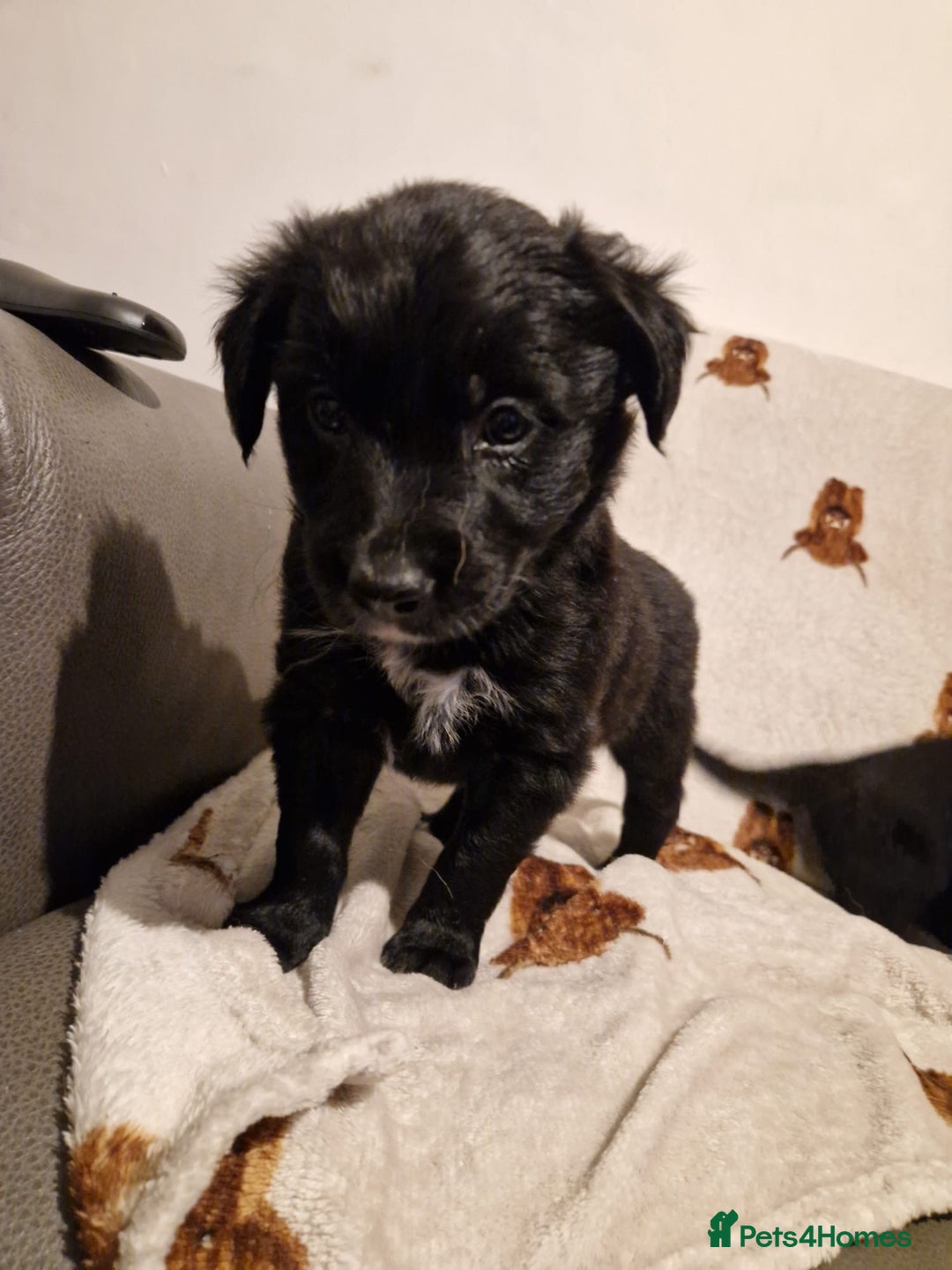 Mixed Breed dogs for sale: 🌟 Collie x Golden Retriever Puppies 🌟 - Image 28