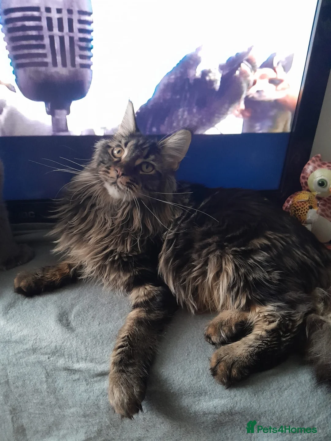 Maine Coon cats for sale: black/brown classic tabby MaineCoon Girl TICA reg - Advert 5