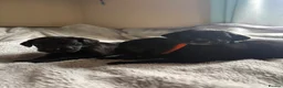 Cockerdor dogs for sale: Beautiful Cockerdor Puppies - Ready Soon in Blackburn - Advert 5