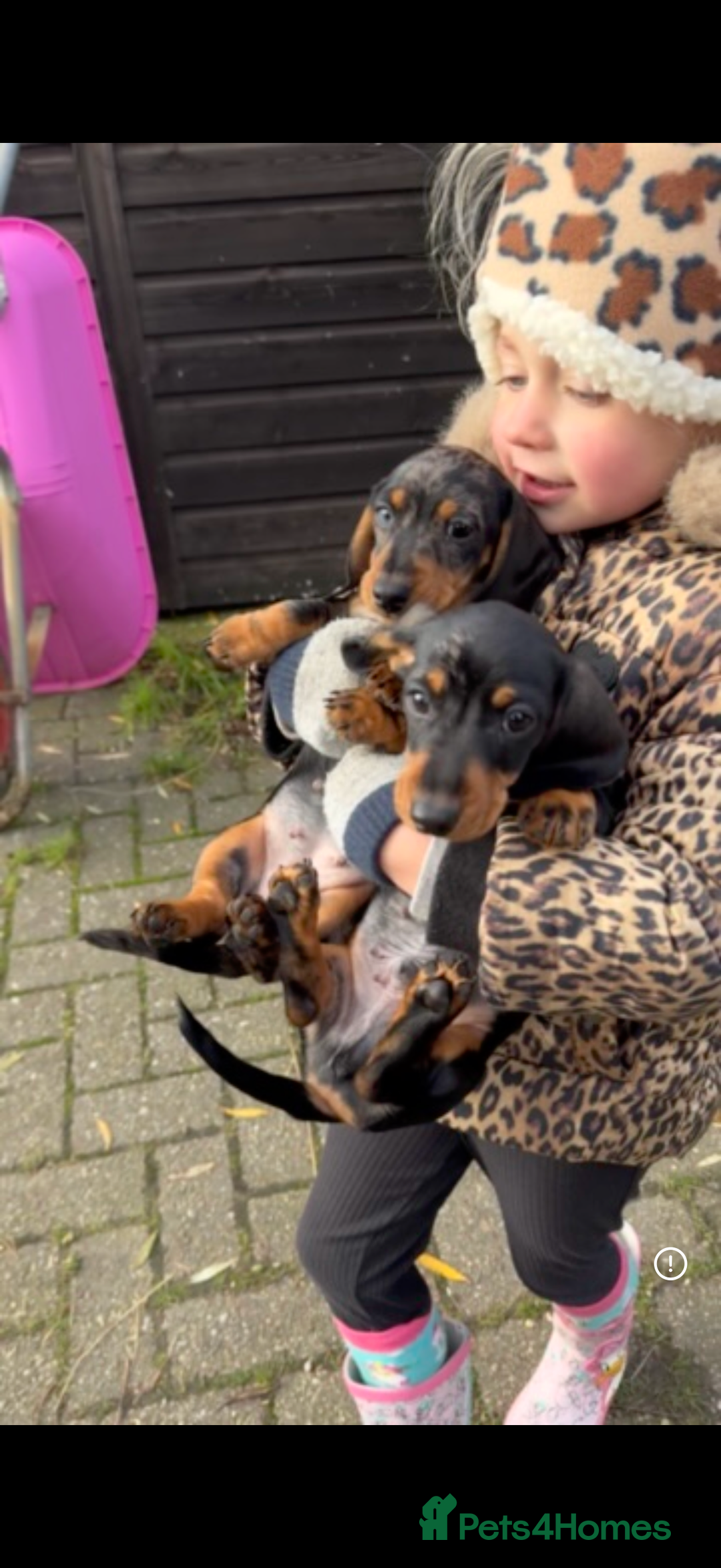 Miniature Dachshund dogs for sale: KC reg gorgeous boy  - Advert 4