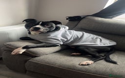 Mixed Breed dogs for sale: Loving little boy, 10 months old - Advert 1