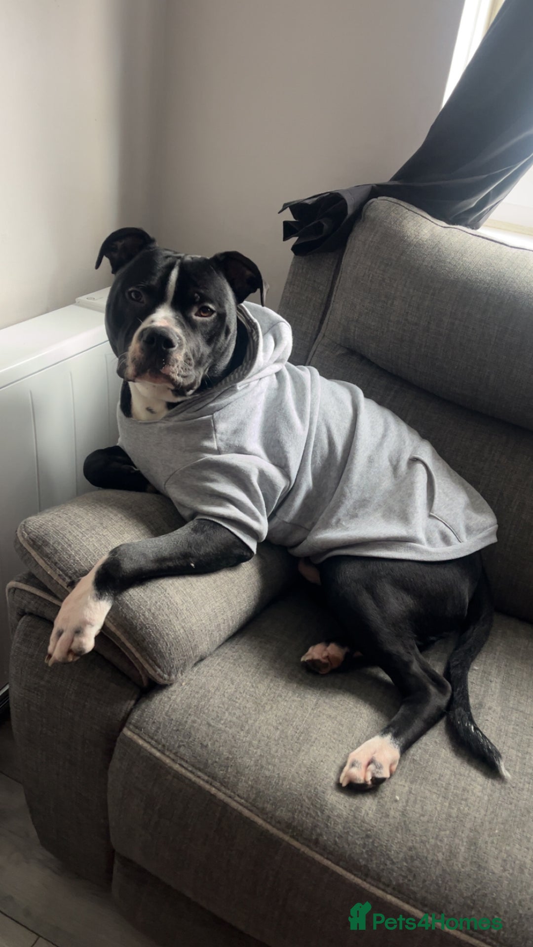 Mixed Breed dogs for sale: Loving little boy, 10 months old - Advert 1