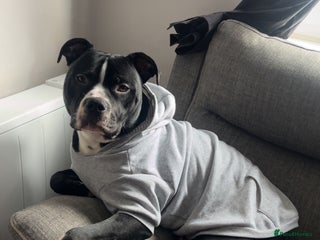 Mixed Breed dogs Loving little boy, 10 months old - Advert 12