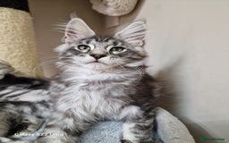 Maine Coon cats for sale: 🥰MC Kittens🥰 - Image 15