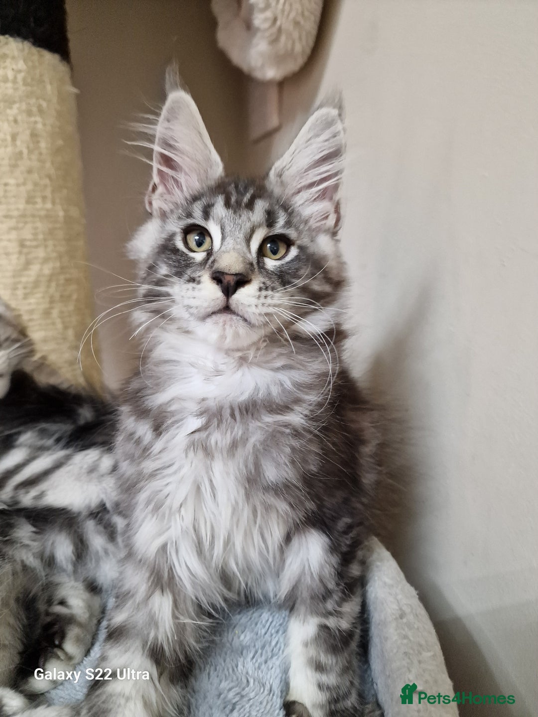 Maine Coon cats for sale: 🥰MC Kittens🥰 - Image 15