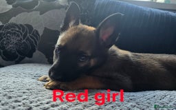 Mixed Breed dogs for sale: 11 german shepherd X Belgium malinois in Exmouth - Image 13