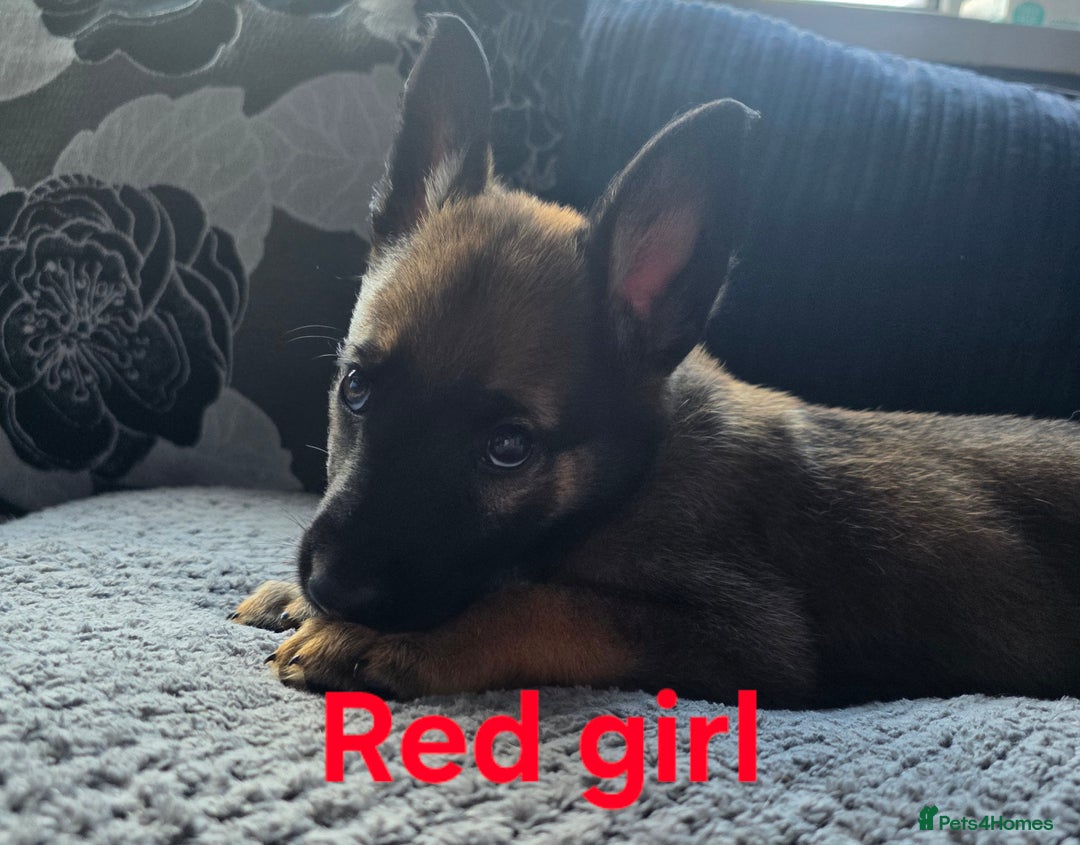 Mixed Breed dogs for sale: 11 german shepherd X Belgium malinois in Exmouth - Image 13