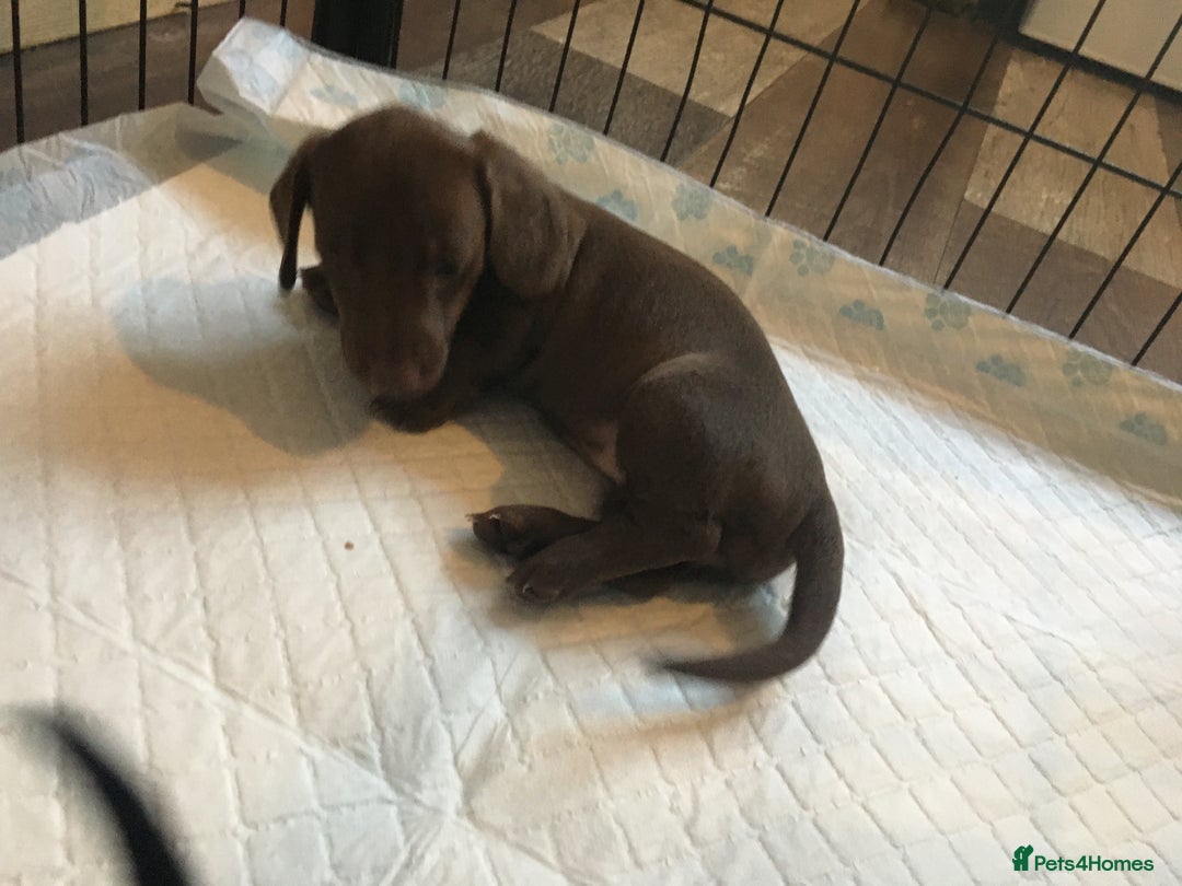 Miniature Dachshund dogs for sale: Miniature dachshund baby’s  - Image 20