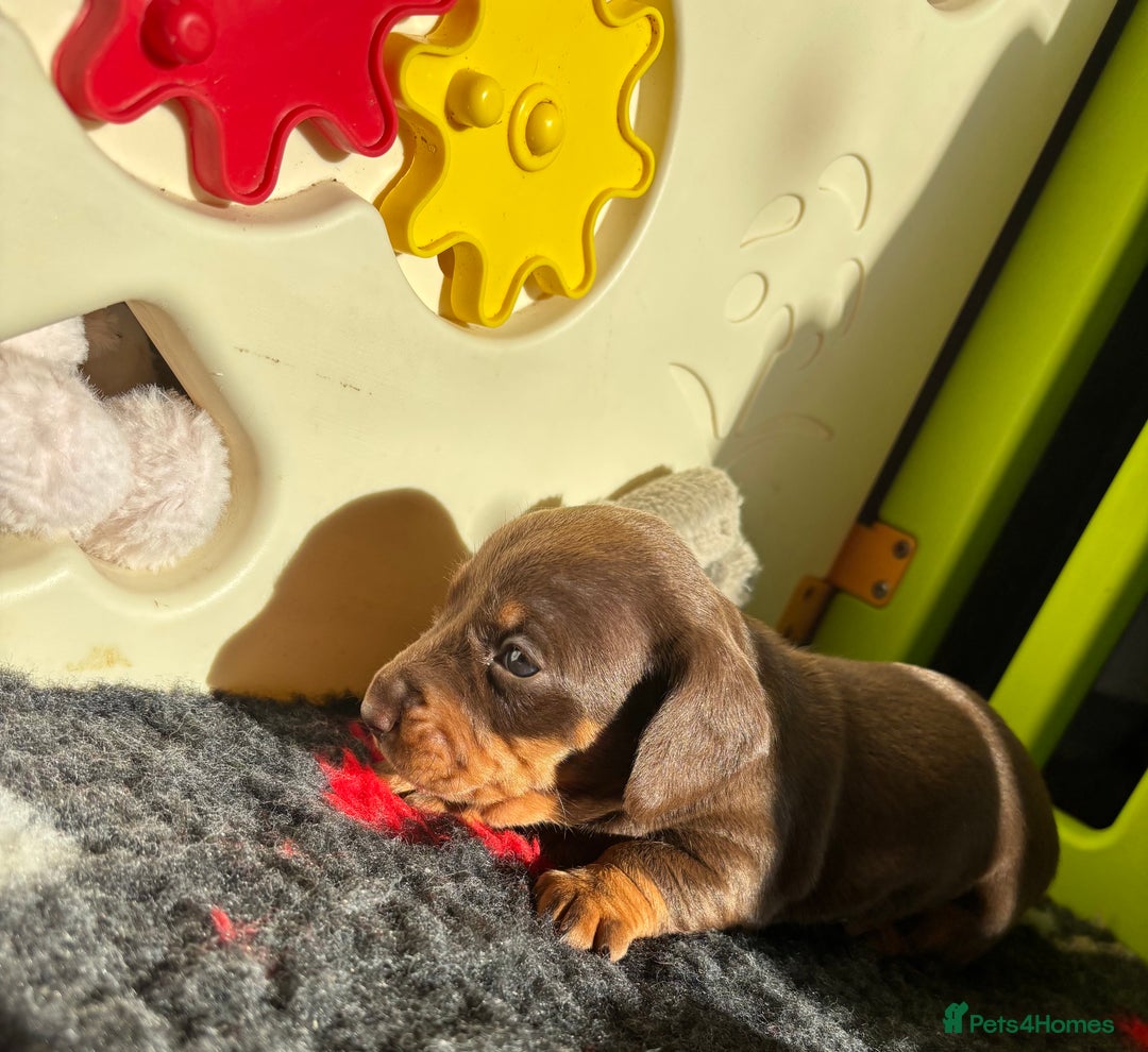 Miniature Dachshund dogs for sale: Kc miniature Dachshunds 2  girls  left  - Image 1